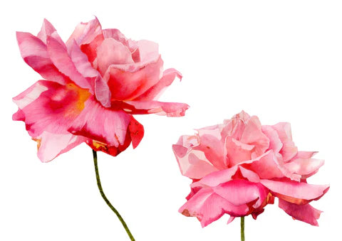 Watercolour painting of pink roses by Brigitte Klassen