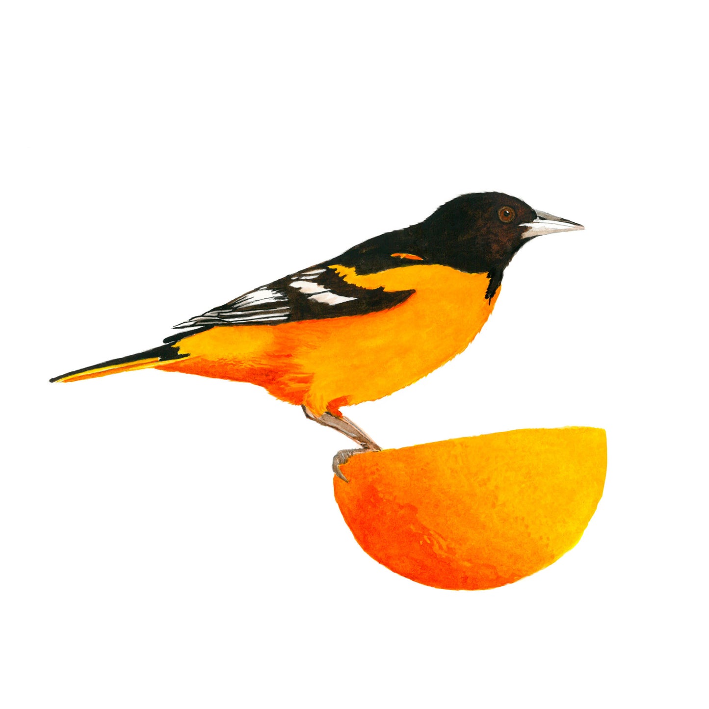 Oriole, Tirage d'art (giclée) en édition limitée