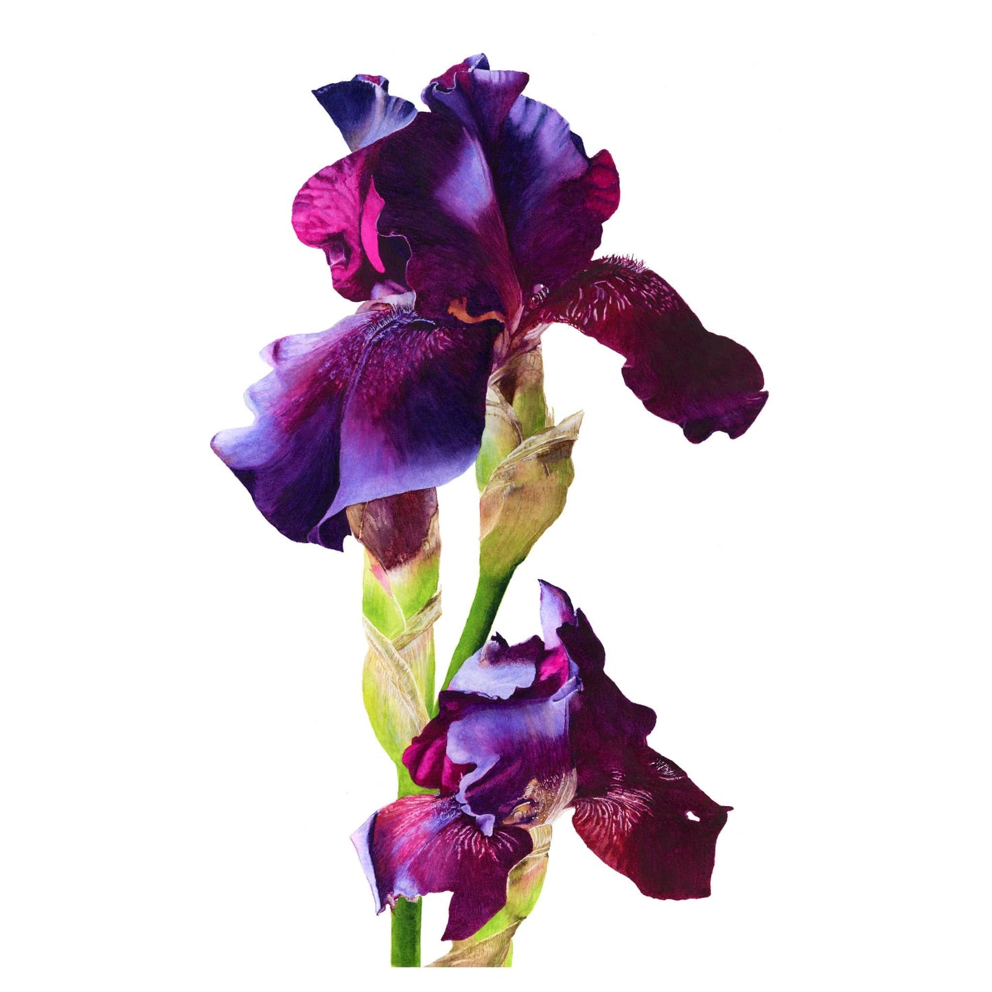 Original watercolour painting of a purple bearded iris by Canadian Artist Brigitte Klassen