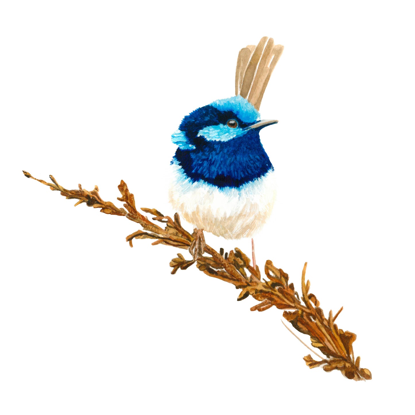 Superb Fairy Wren, Tirage d'art (giclée) en édition limitée