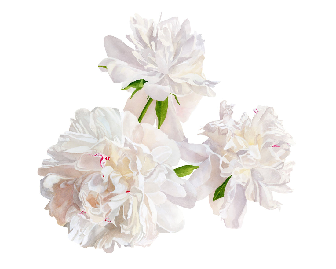 Delicate watercolour painting of white peonies with soft pink accents and green leaves on white background by Canadian watercolour artist Brigitte Klassen