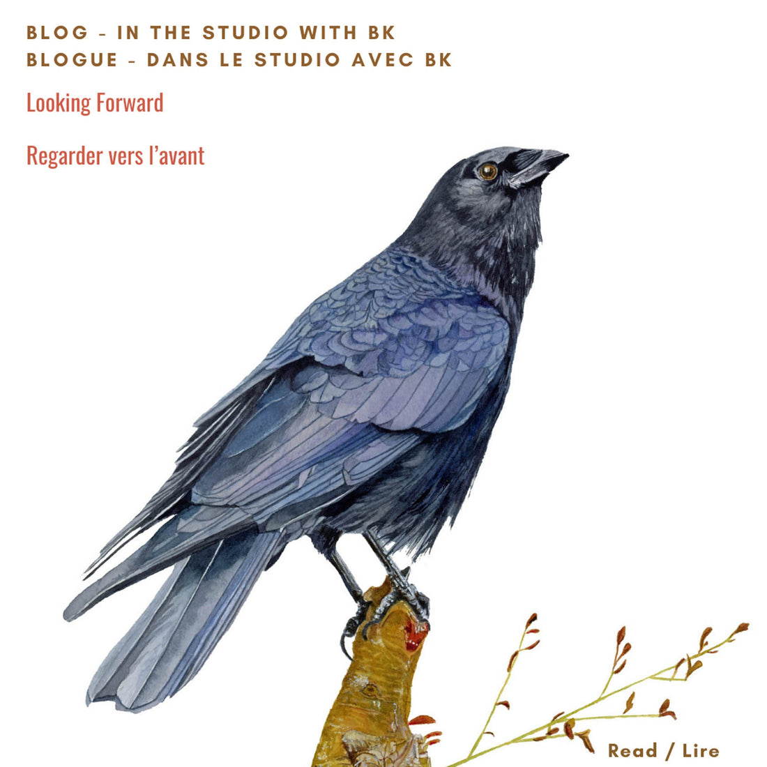 Detailed watercolour painting of a blue-black crow perched on a branch looking forward on white background by Canadian watercolour artist Brigitte Klassen