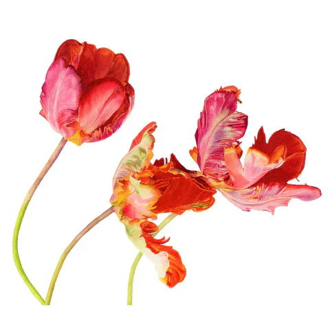 Original watercolour painting of orange parrot tulips by Canadian Artist Brigitte Klassen