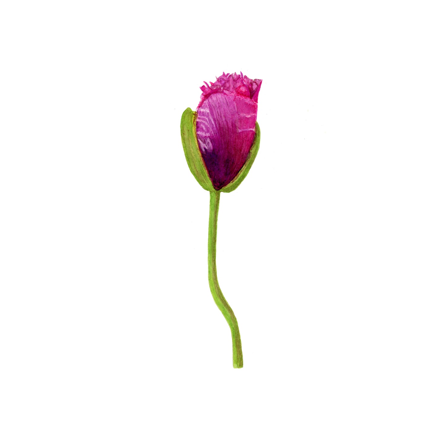 Painting of a Poppy bud by Canadian Watercolour Artist Brigitte Klassen