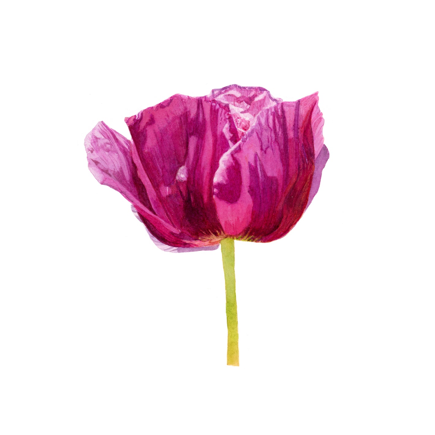 A Single Pink Poppy by Canadian Watercolour Artist Brigitte Klassen