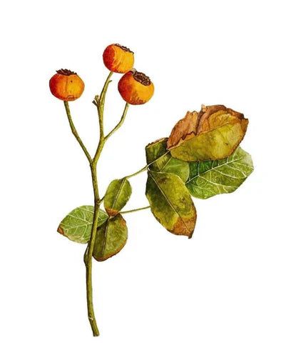 Original watercolour painting of dried rosehips on Arches paper by Brigitte Klassen