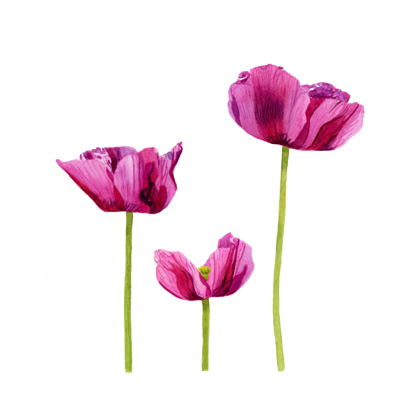 Three Pink poppies by Canadian Watercolour Artist Brigitte Klassen