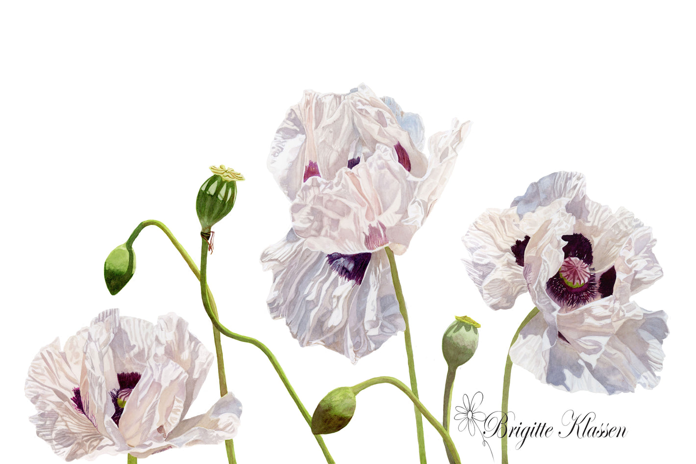 Painting of white oriental poppies by Canadian watercolour artist Brigitte Klassen