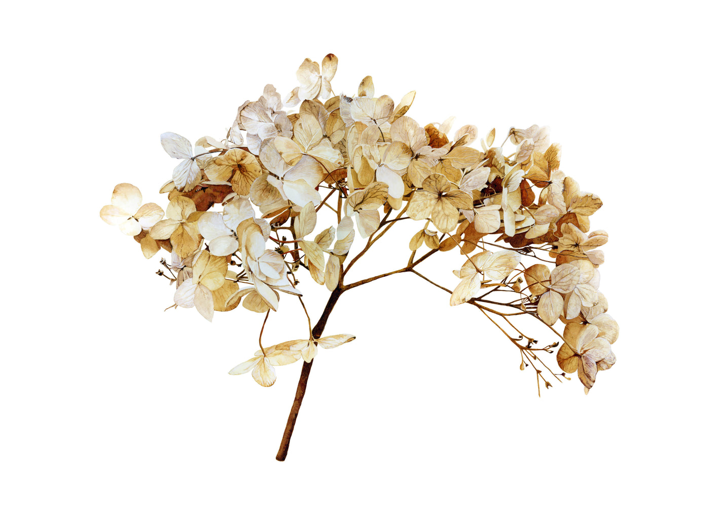 Original watercolour painting of a dried hydrangea by Canadian Artist Brigitte Klassen