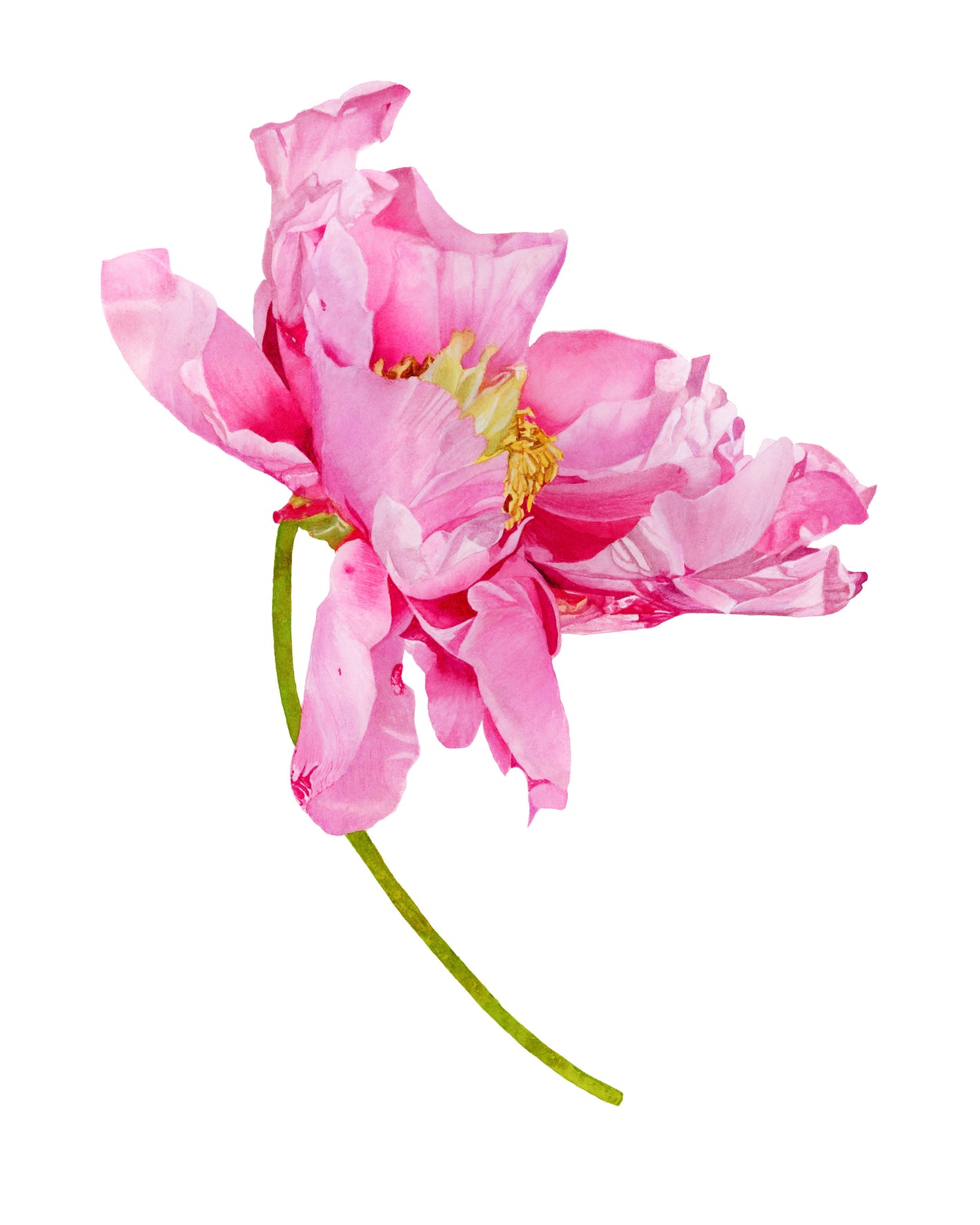 Painting of a single pink peony flower by Canadian watercolour artist Brigitte Klassen