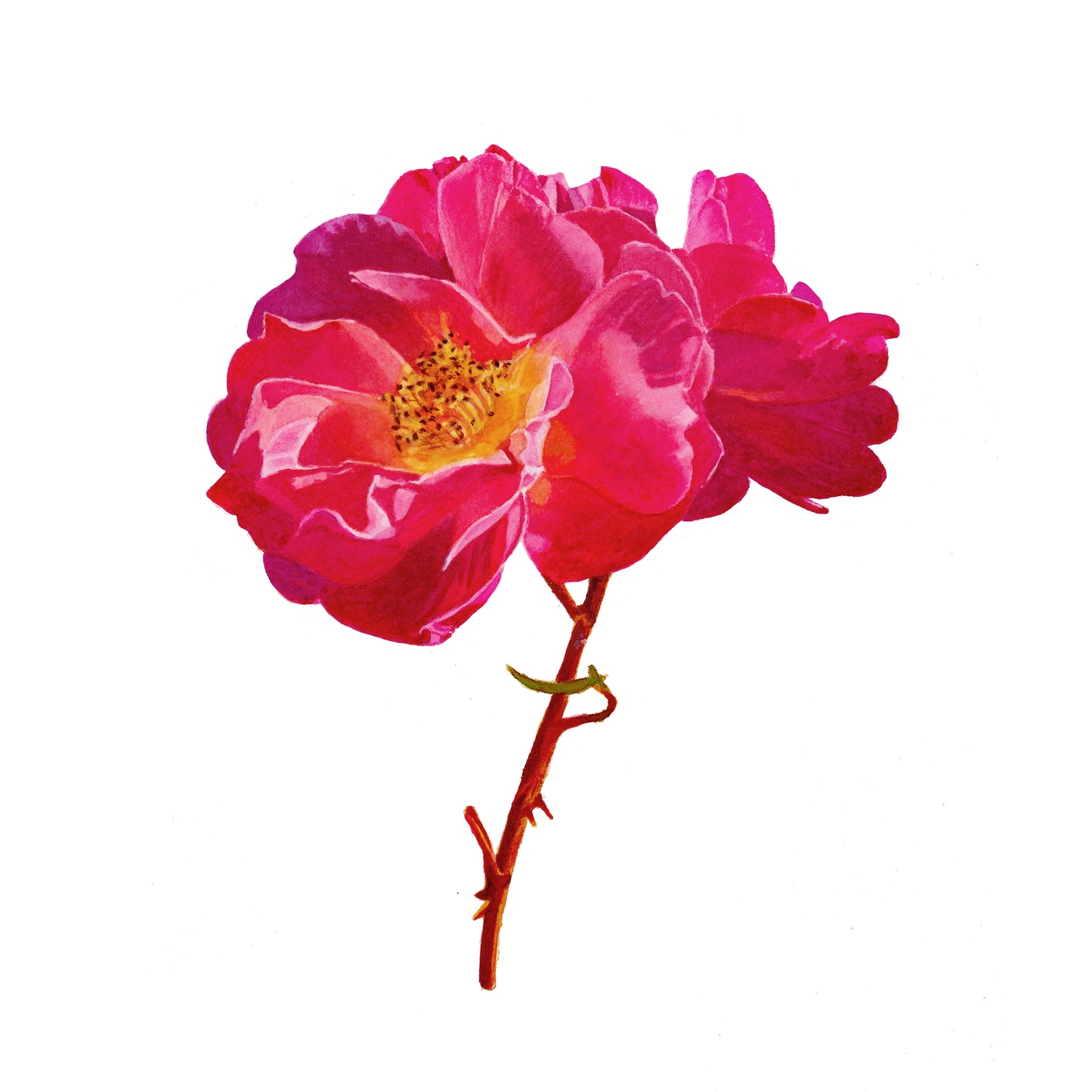 Original Watercolour painting of magenta roses by Canadian Artist Brigitte Klassen