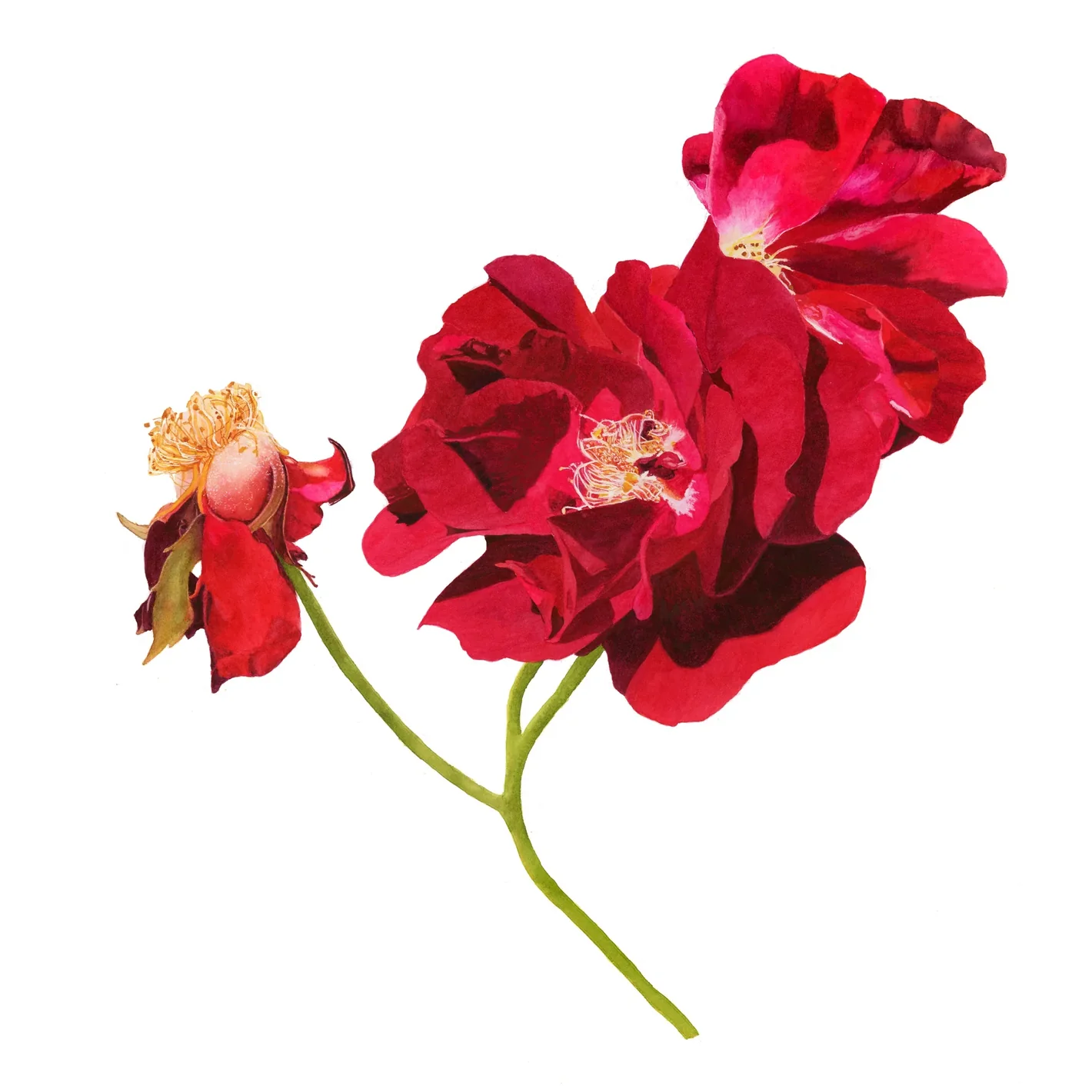 Original watercolour painting of red roses by Canadian Artist Brigitte Klassen