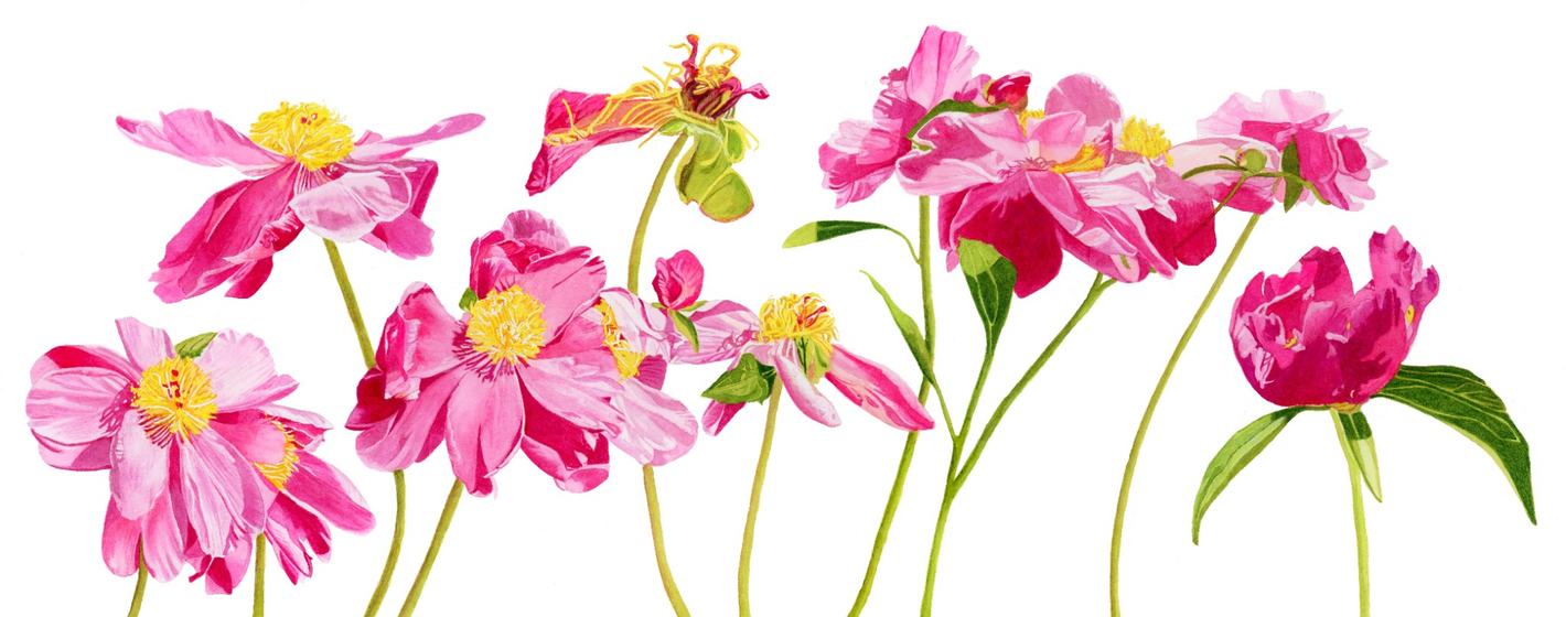 Painting of pink peonies by Canadian Watercolour Artist Brigitte Klassen