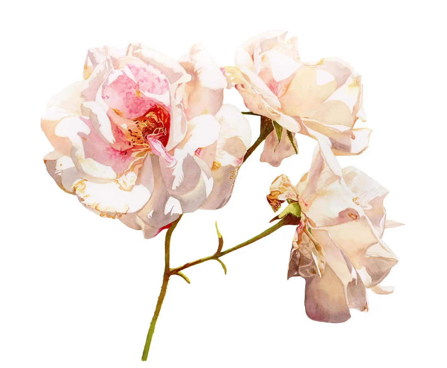 Original watercolour painting of white roses by Canadian Artist Brigitte Klassen