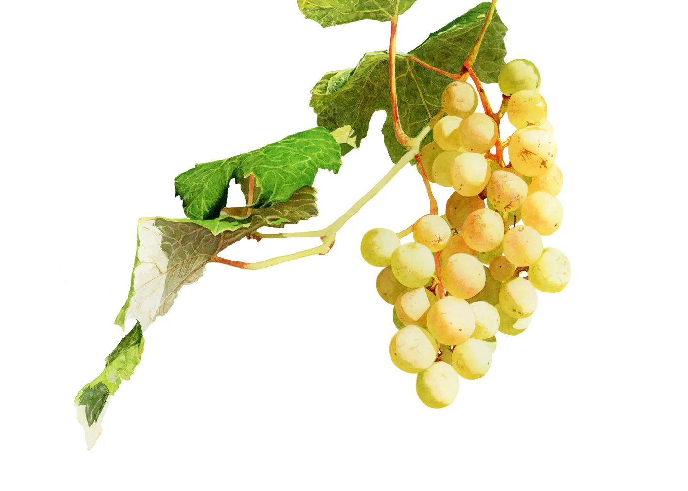 Original watercolour painting of green grapes by Canadian artist Brigitte Klassen