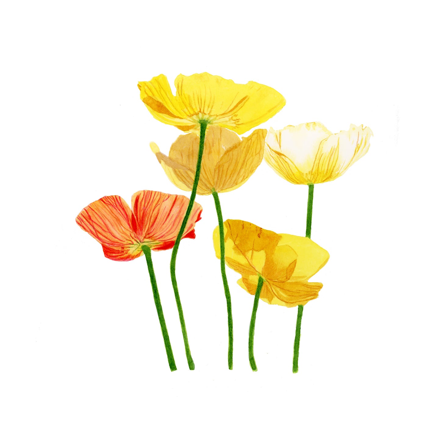 5 yellow poppies by Canadian Watercolour Artist Brigitte Klassen