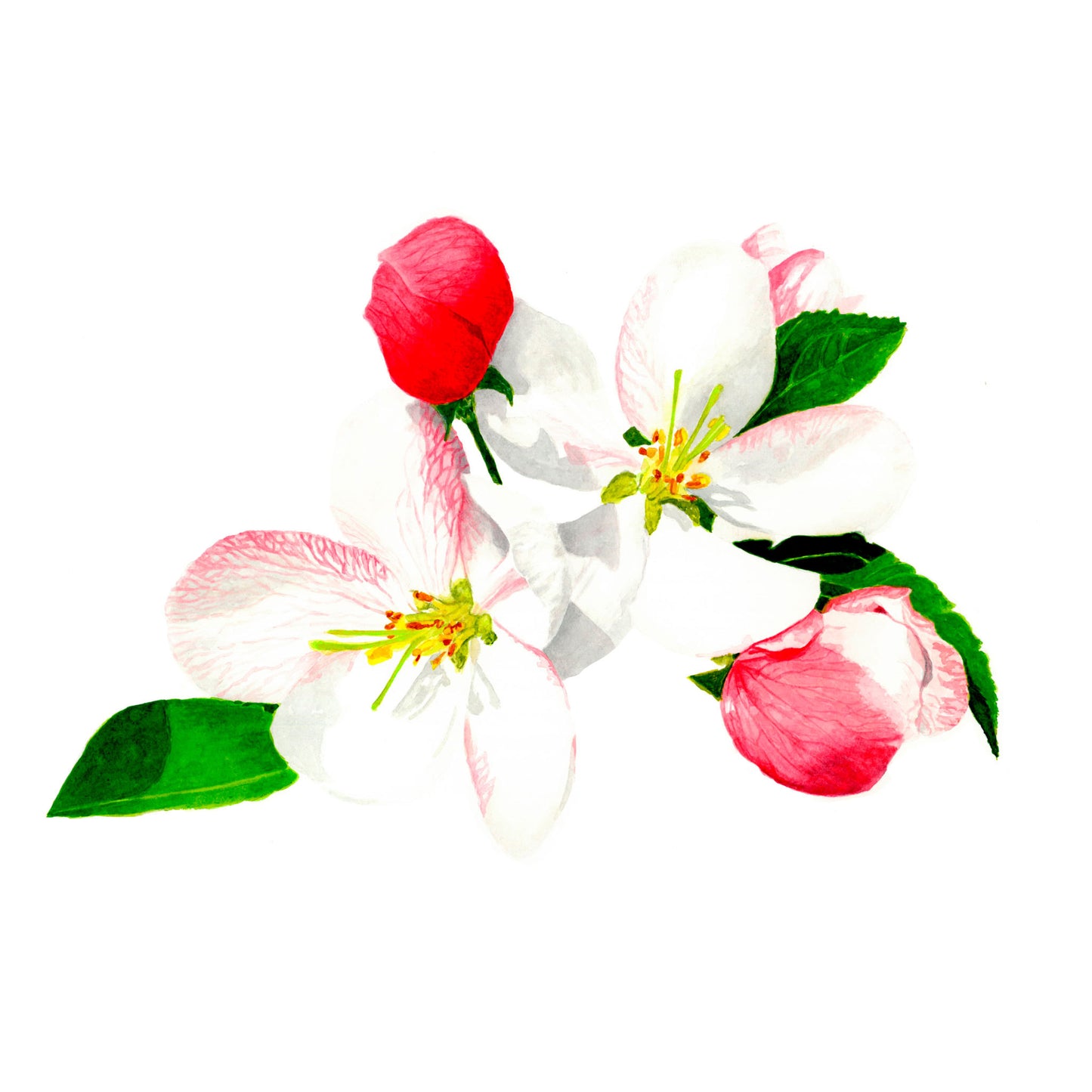 Apple Blossom, Fine Art Print
