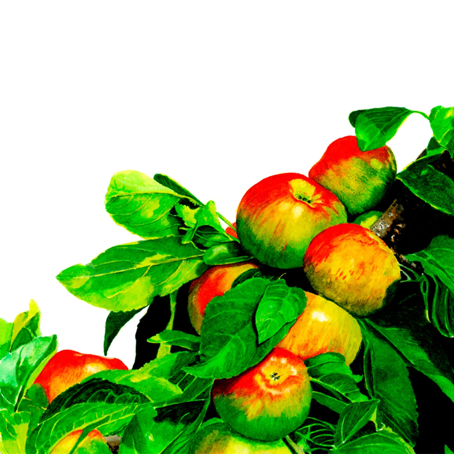 Apples, Fine Art Print