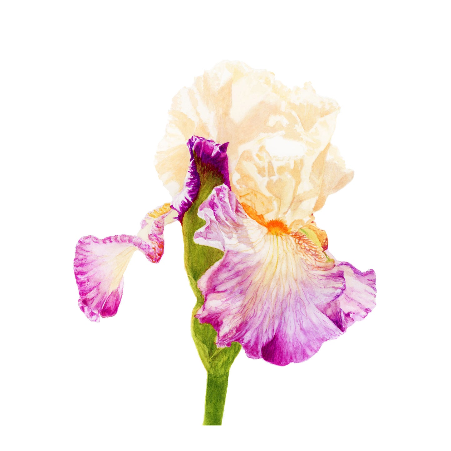 Bearded Iris, Fine Art Print