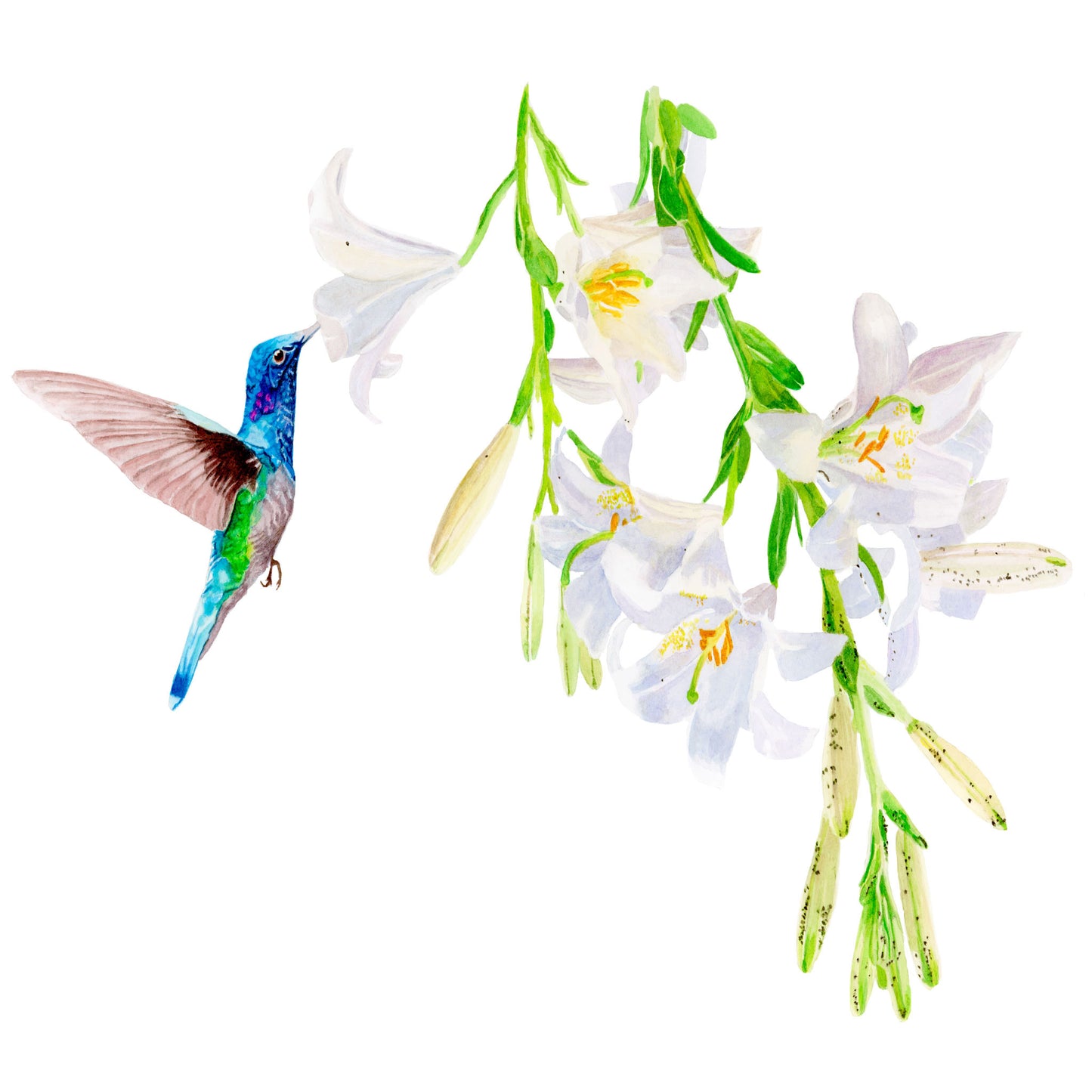 Blue Hummingbird, Fine Art Print