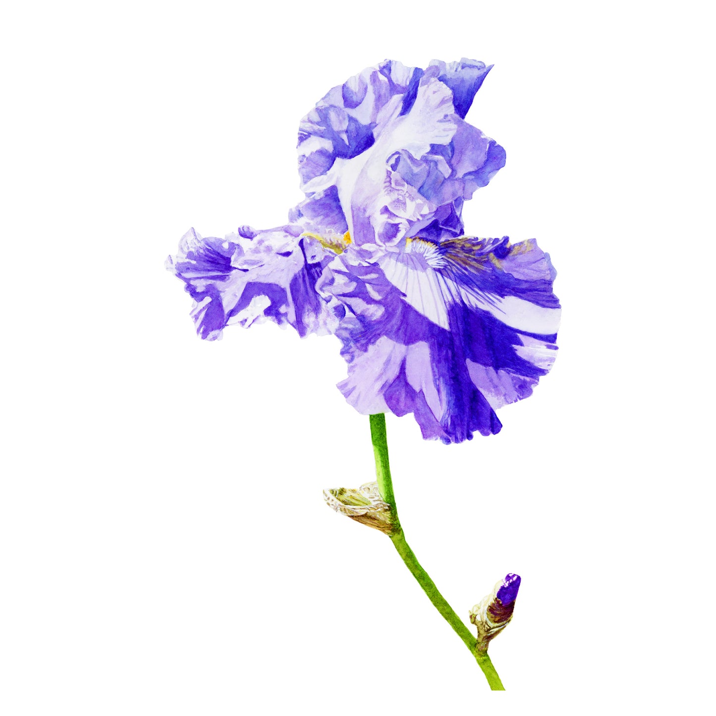 Iris bleu, Tirage d'art