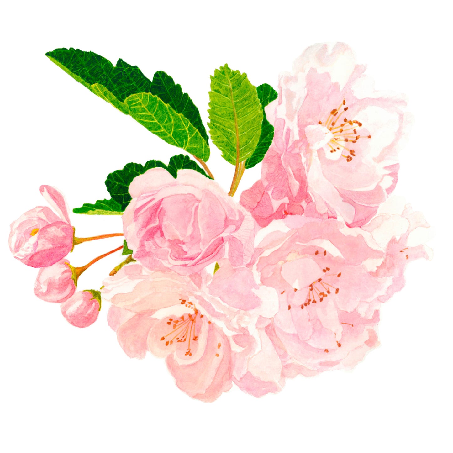 Cherry Blossoms, Fine Art Print