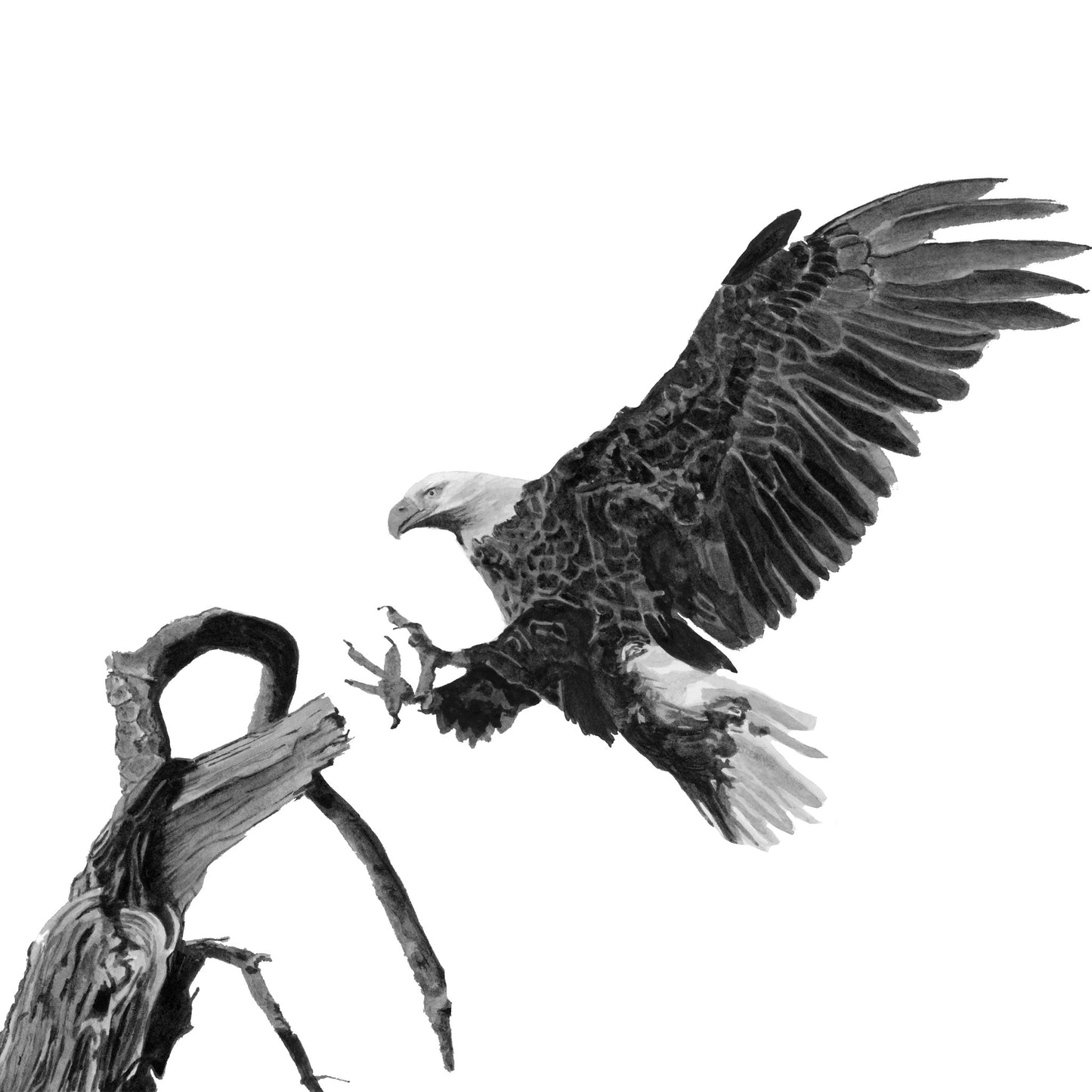 Flying Eagle, Fine Art Print