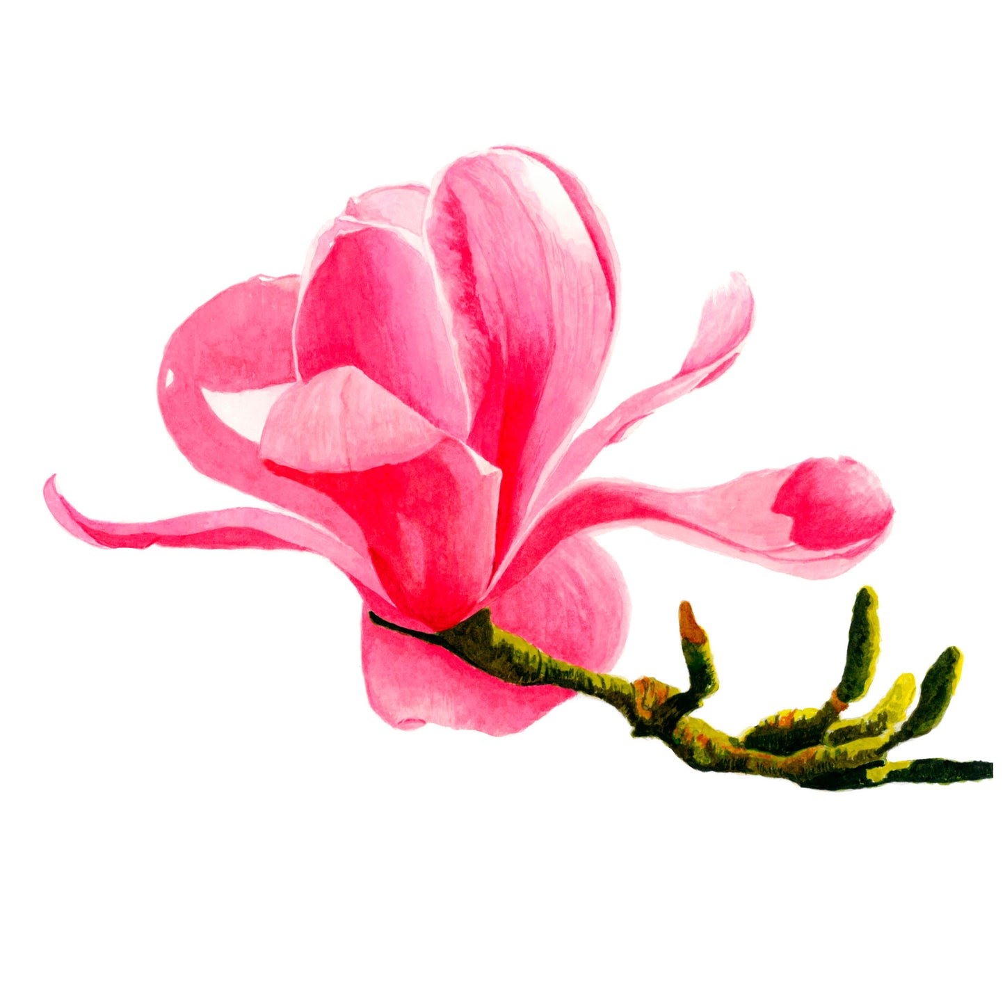 Magnolia, Fine Art Print