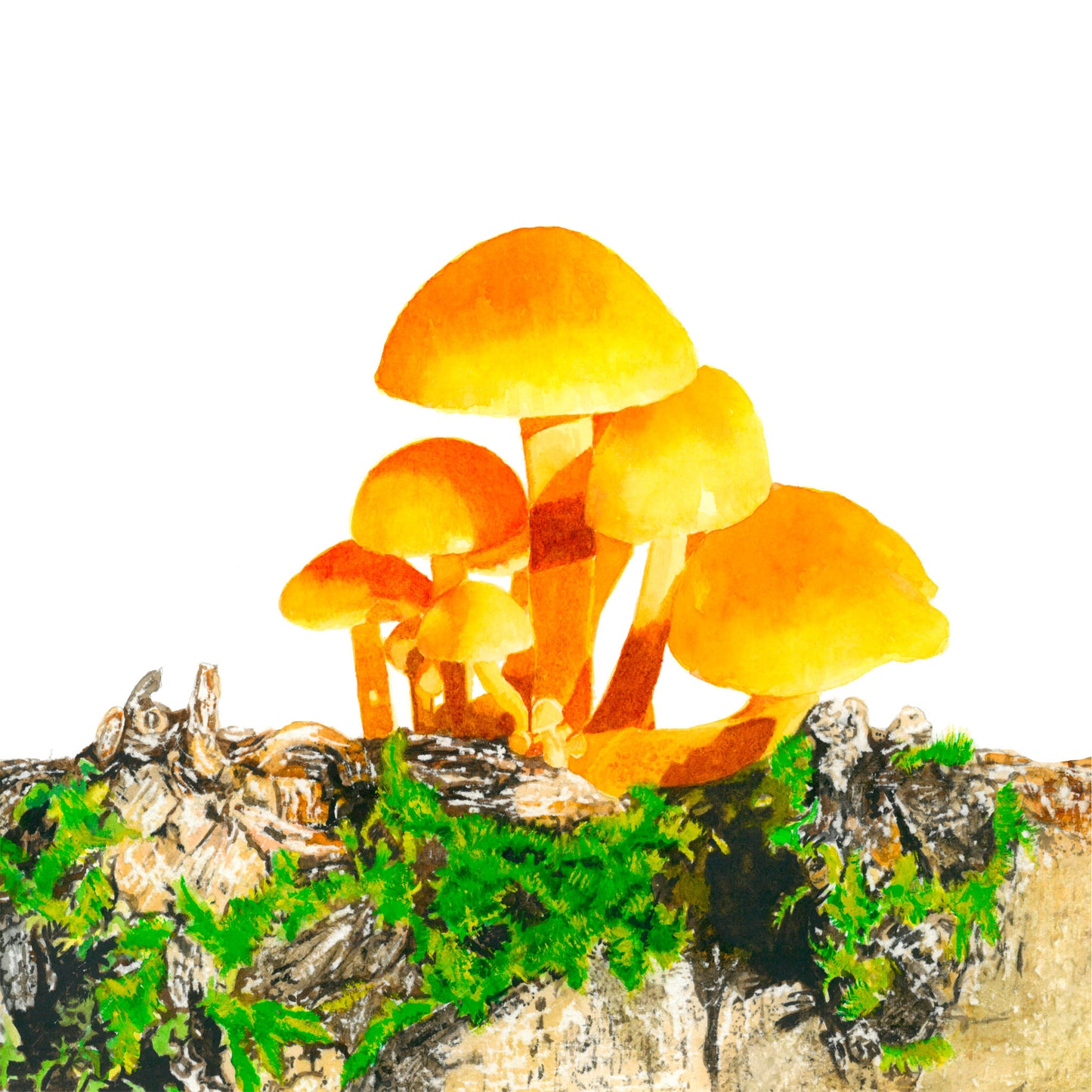Fungi, Fine Art Print