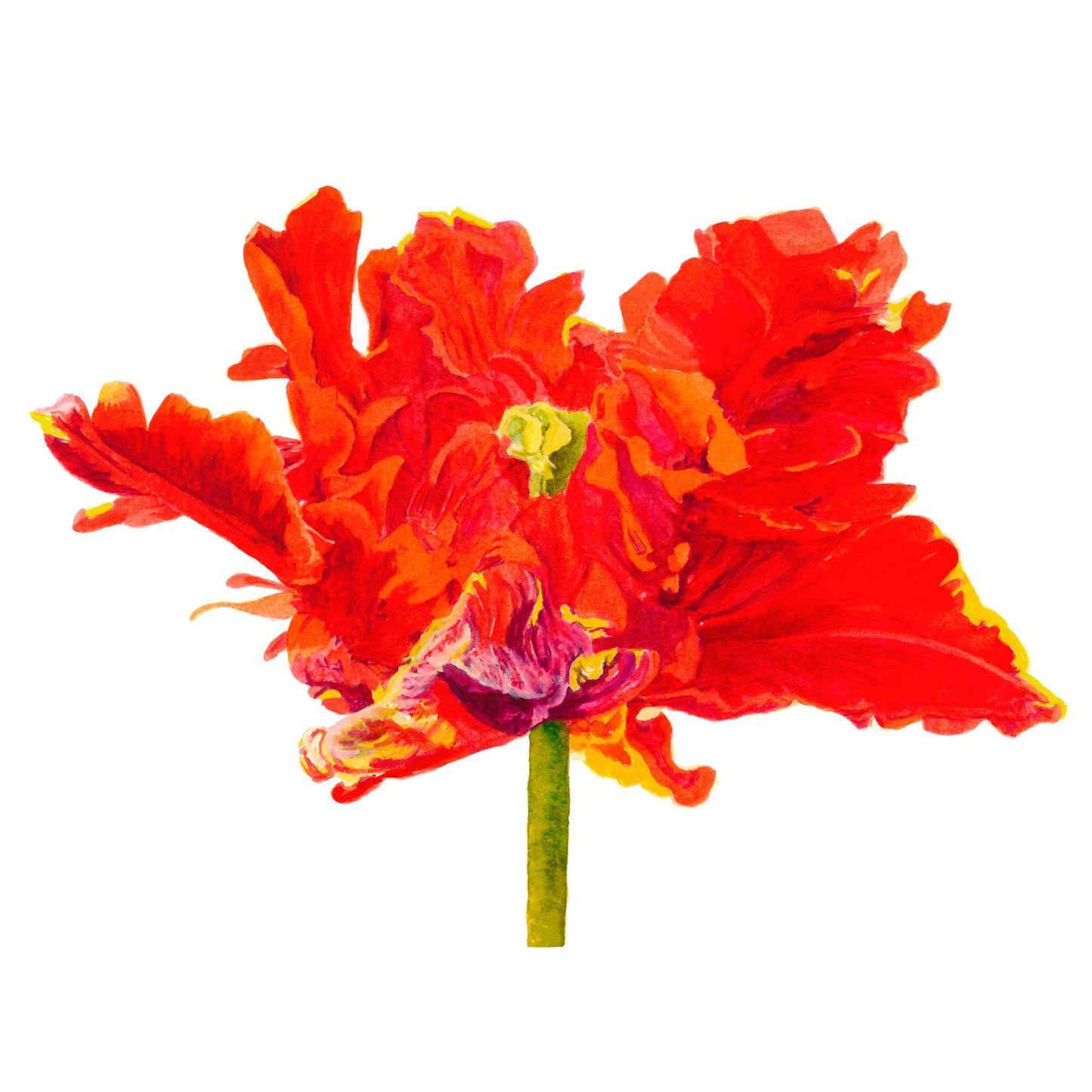 Tulipe perroquet orange, Tirage d'art