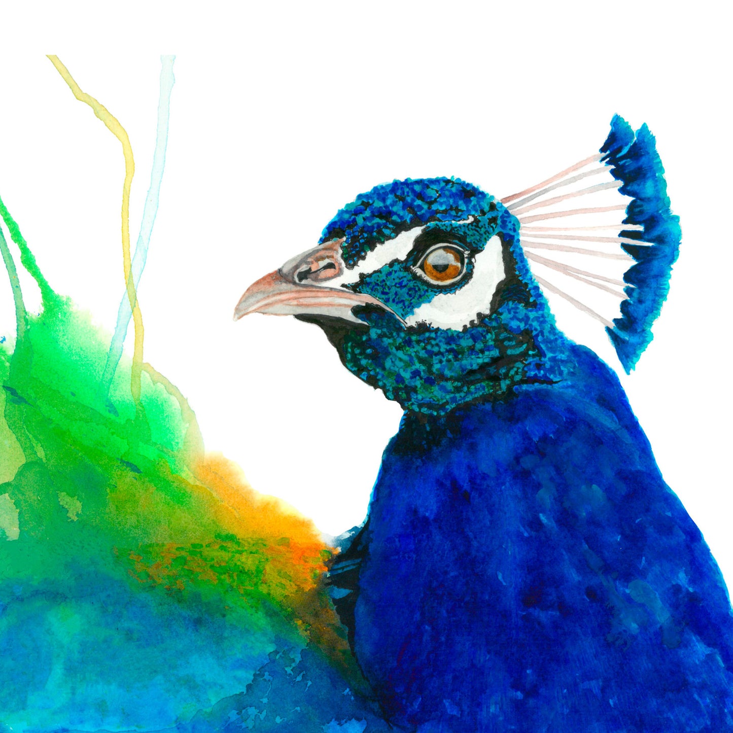 Peacock, Fine Art Print