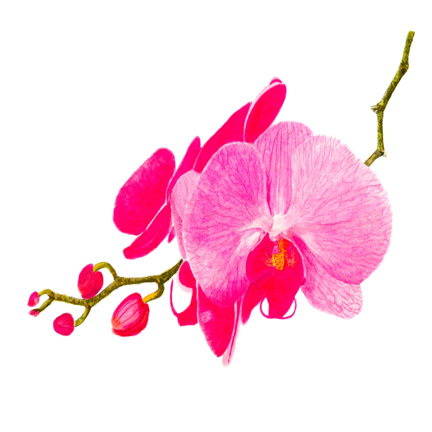 Orchidée rose, Tirage d'art