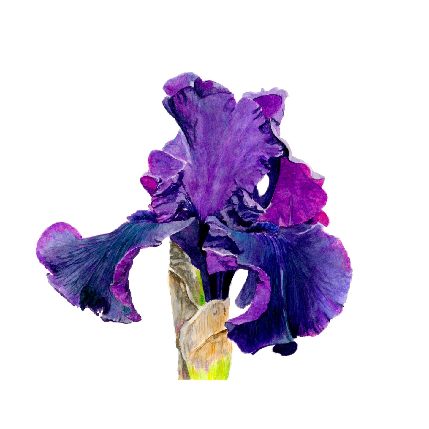 Purple Iris, Fine Art Print