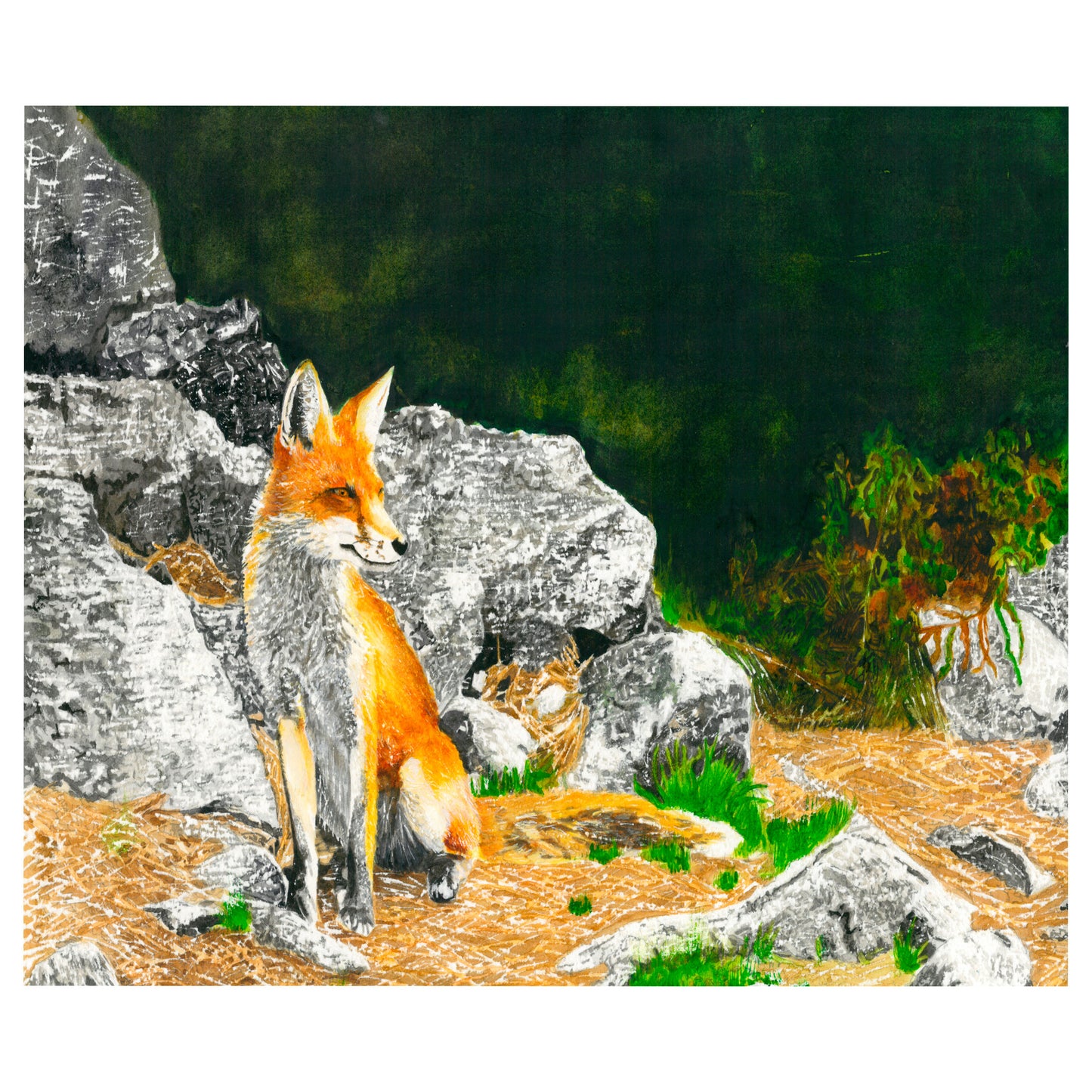 Red Fox, Fine Art Print