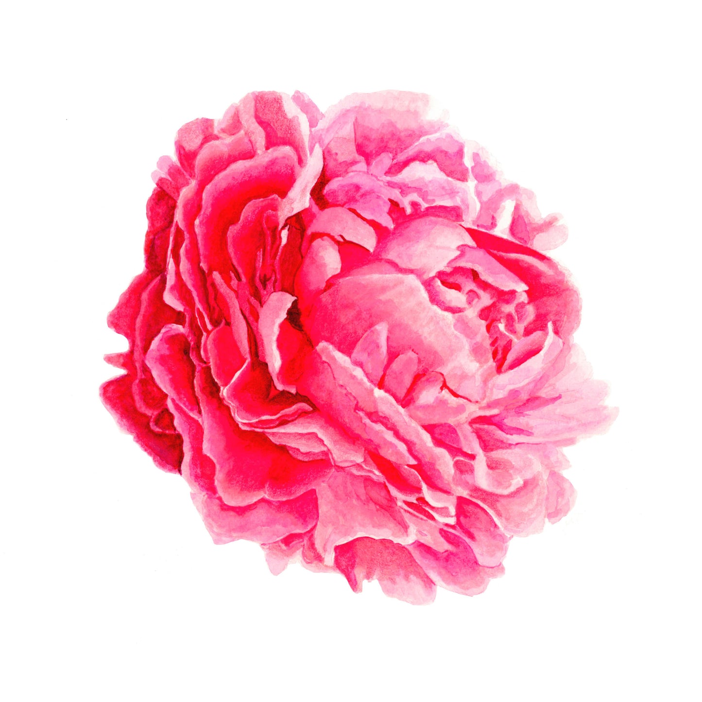Pivoine rose, Tirage d'art