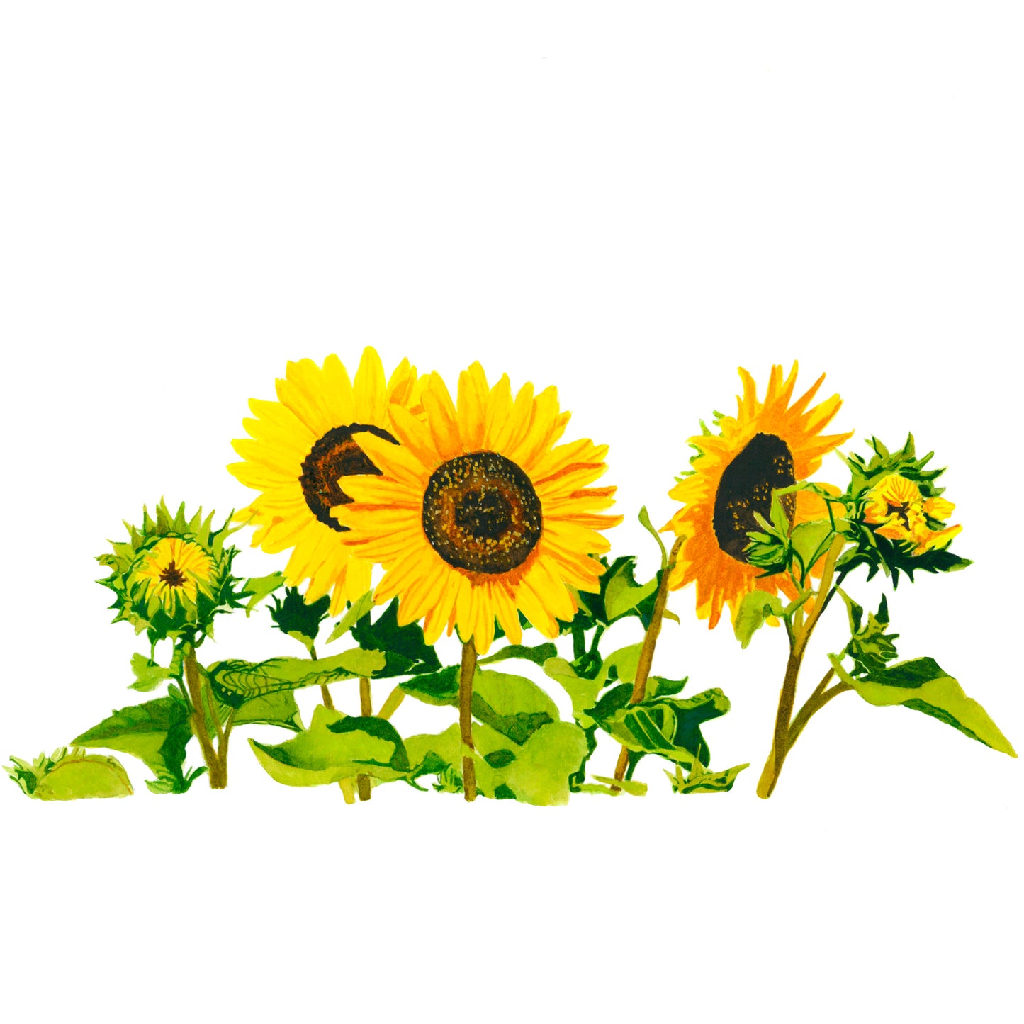 Lexie’s Sunflowers, Fine Art Print