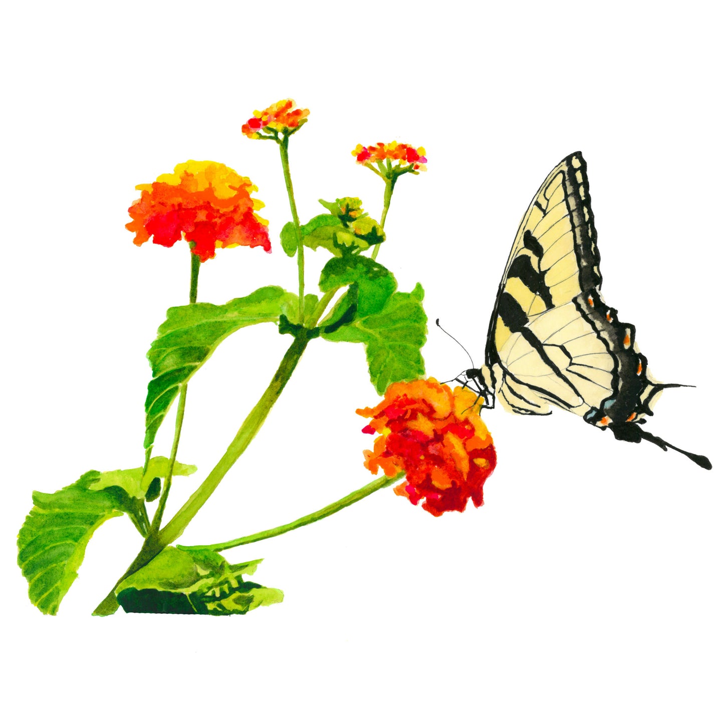 Swallowtail with flower, Fine Art Print