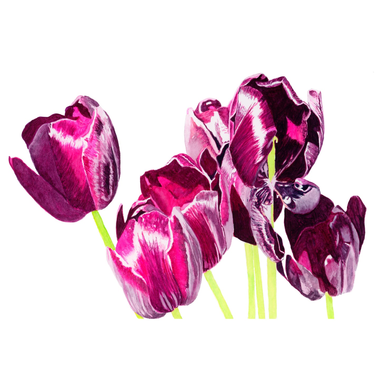 Tulipa reine de la nuit, Tirage d'art
