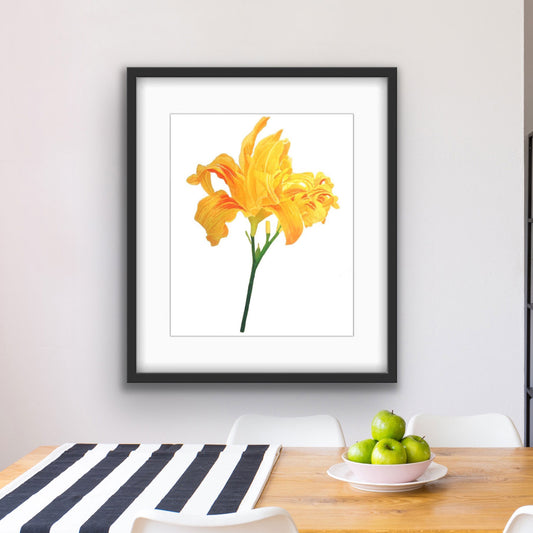Yellow Lily, Fine Art Print