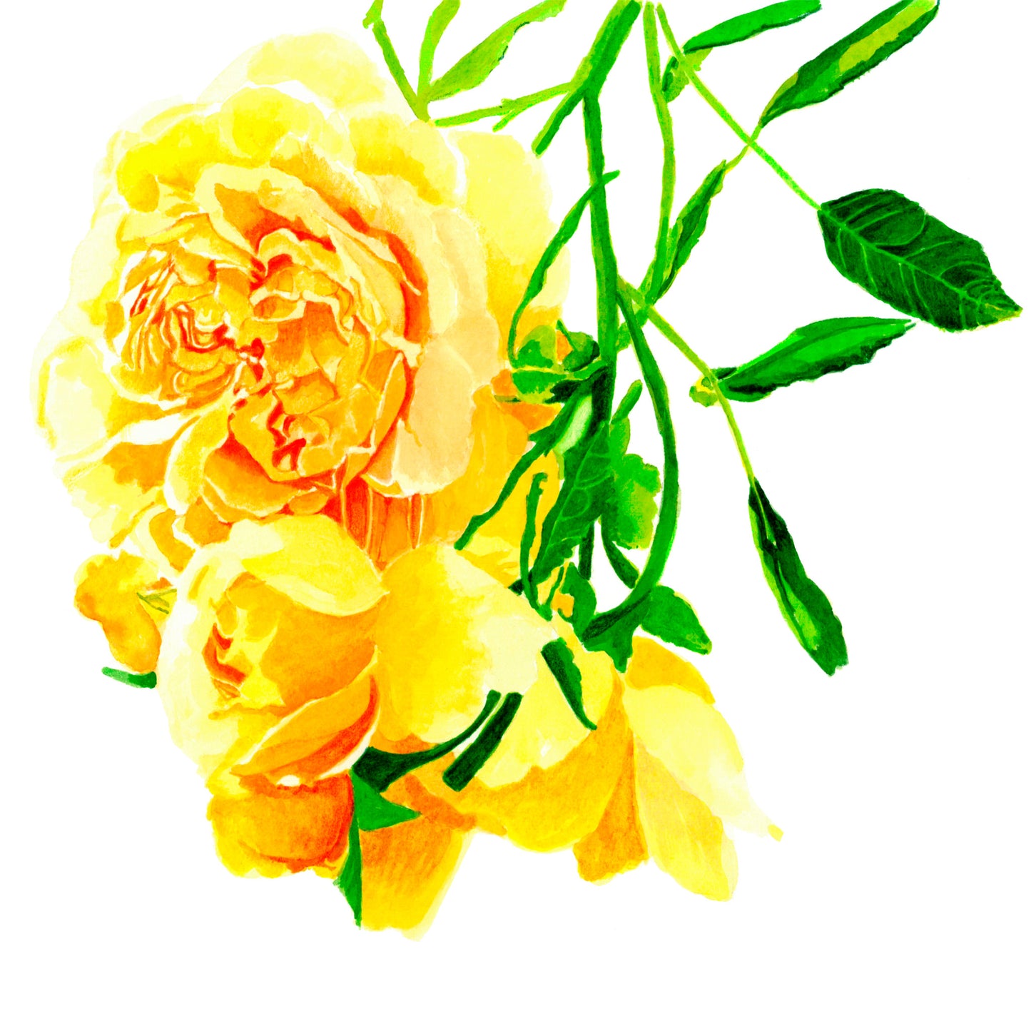 Yellow Roses, Fine Art Print